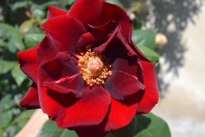 036-una rosa che sembra fatta di velluto