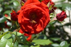 038-l'ape sta per entrare nella rosa