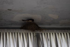 015-nelle scuderia una rondine ha fatto il suo nido