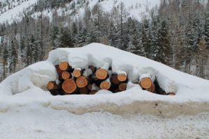 066-i tronchi dormono sotto la coltre di neve