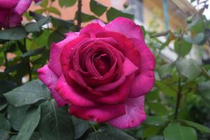 078-una incomparabile rosa